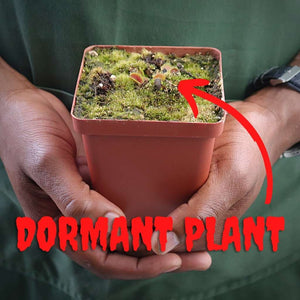 Venus Fly Trap, 'Gaga Trap' -  Dormant plant. 7.5cm plastic container. - Carnivorous Plant
