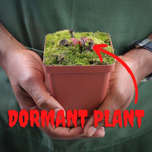 Venus Fly Trap, 'Poker Face' -  Dormant plant. 7.5cm plastic container. - Carnivorous Plant