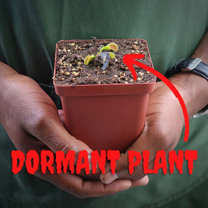 Venus Fly Trap, 'Werewolf' -  Dormant plant. 7.5cm plastic container. - Carnivorous Plant