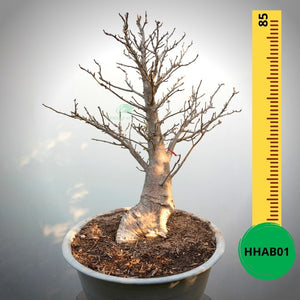 Baobab Bonsai -  85 x 75 x 53 x 20. Bare rooted. Media and container not included. - Trees