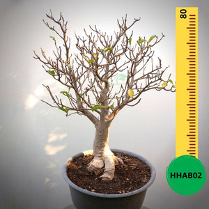 Baobab Bonsai -  80 x 70 x 60 x 20. Bare rooted. Media and container not included. - Trees