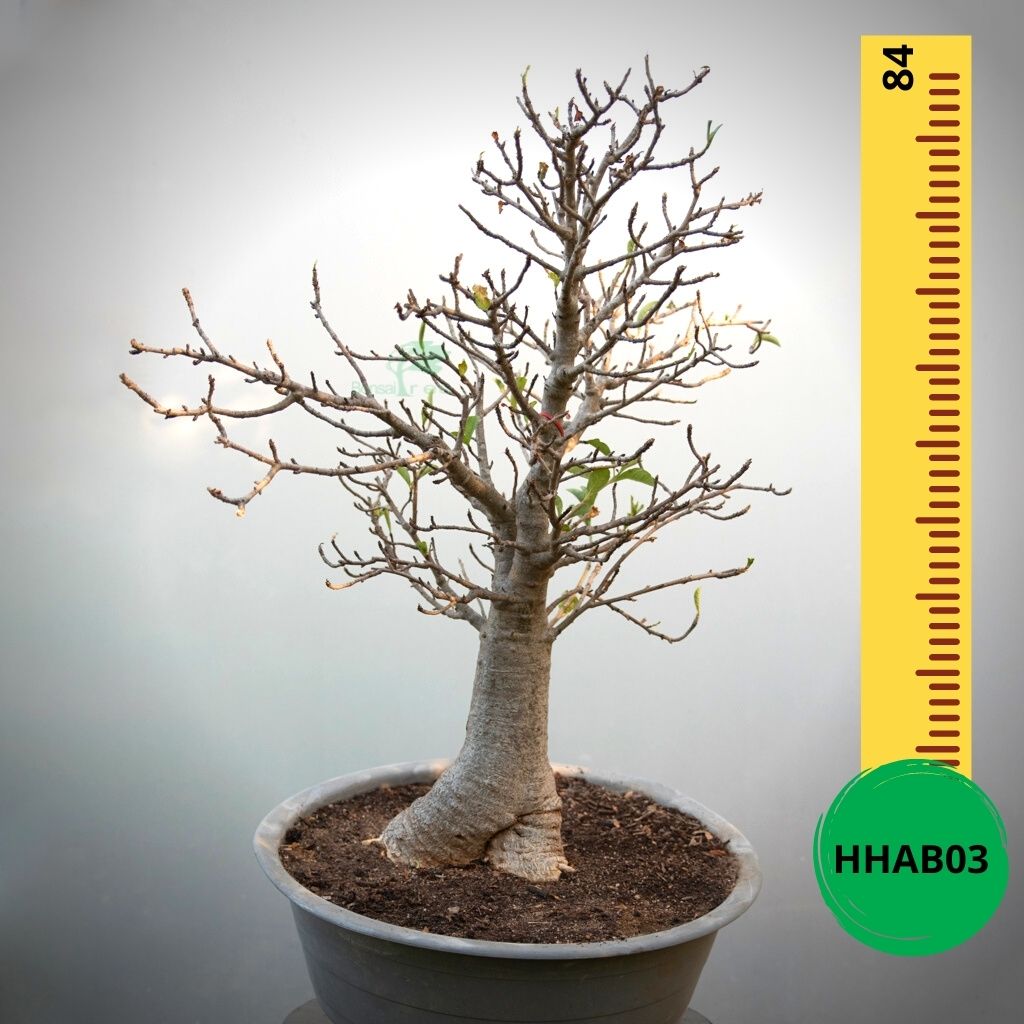 Baobab Bonsai - Bonsai Tree (Pty) Ltd.