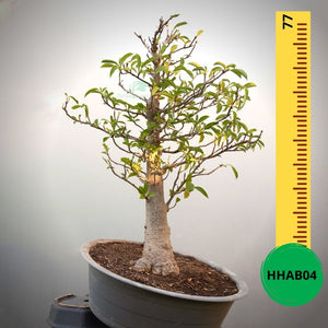 Baobab Bonsai -  77 x 67 x 53 x 15. Bare rooted. Media and container not included. - Trees