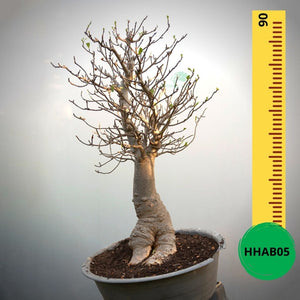 Baobab Bonsai -  90 x 63 x 63 x 22. Bare rooted. Media and container not included. - Trees