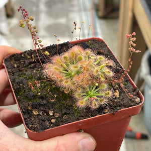 Pygmy Sundew, Drosera omissa x pulchella -  Small to Medium plant. 7.5cm plastic container. - Carnivorous Plant