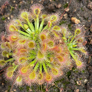 Pygmy Sundew, Drosera omissa x pulchella -   - Carnivorous Plant