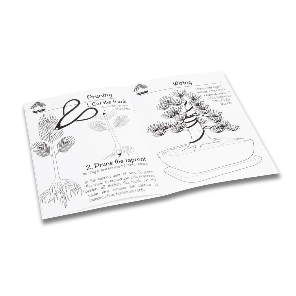 Black Pine Bonsai Growing Kit by Bonsai Tree