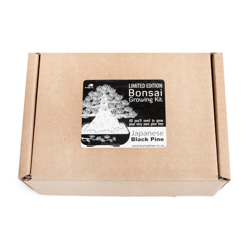 Black Pine Bonsai Growing Kit by Bonsai Tree