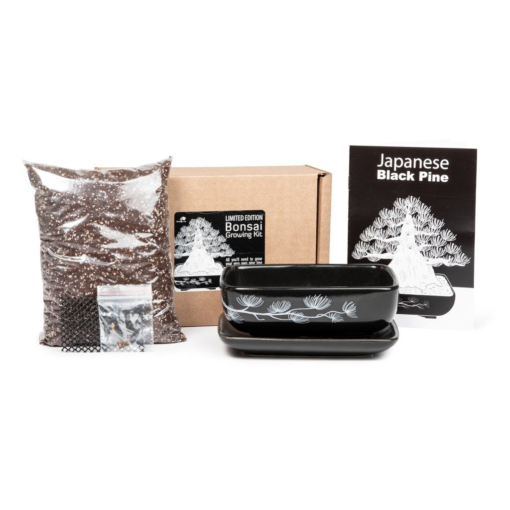 Black Pine Bonsai Growing Kit by Bonsai Tree