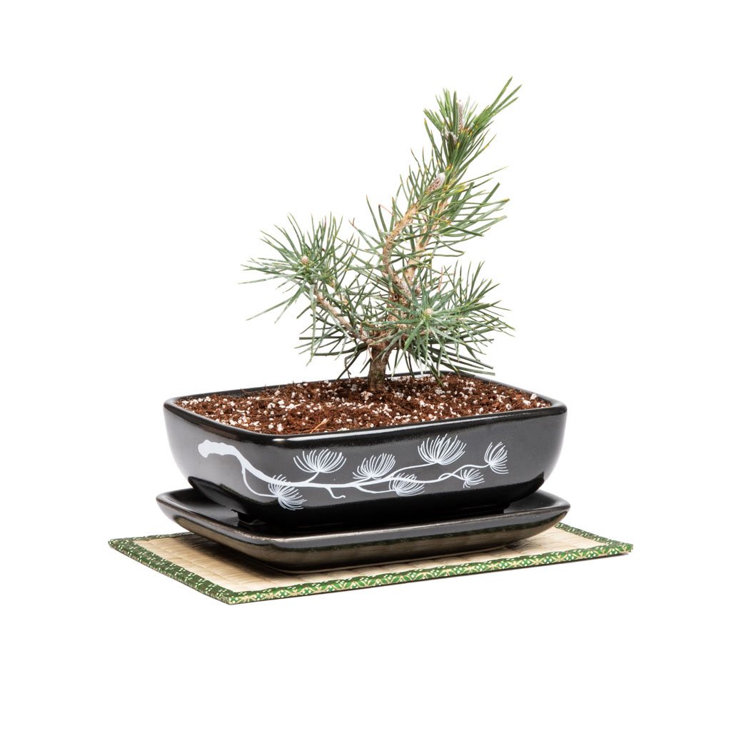 Black Pine Bonsai Growing Kit by Bonsai Tree