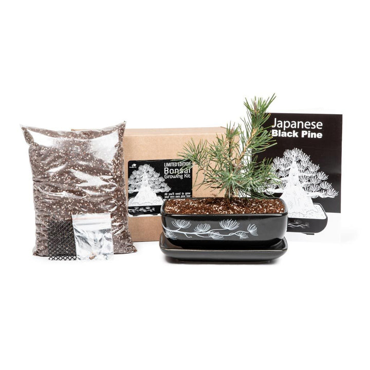 Black Pine Bonsai Growing Kit by Bonsai Tree