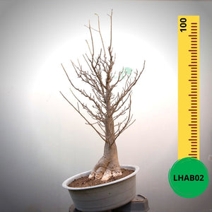 Baobab Bonsai -  100 x 60 x 60 x 27. Bare rooted. Media and container not included. - Trees