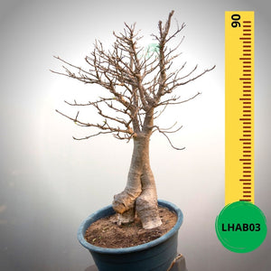 Baobab Bonsai -  90 x 70 x 56 x 24. Bare rooted. Media and container not included. - Trees