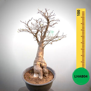 Baobab Bonsai -  100 x 65 x 55 x 23. Bare rooted. Media and container not included. - Trees