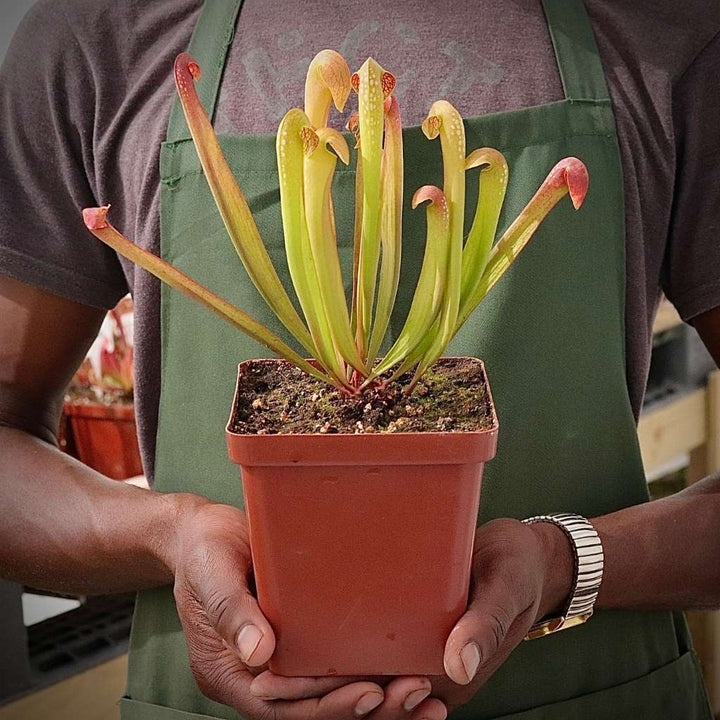 Trumpet Pitcher, Sarracenia 'Maka' by Sarracenia