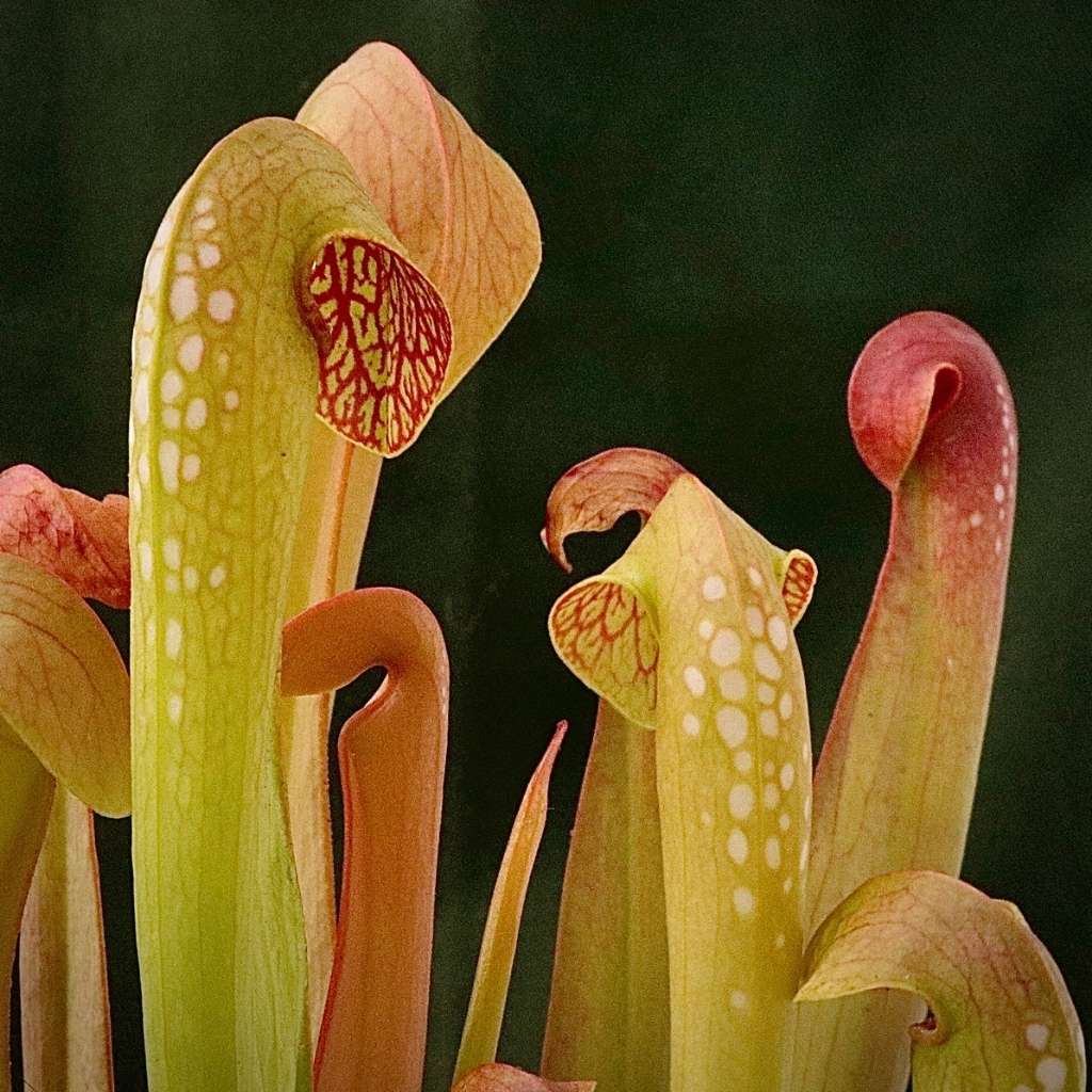Trumpet Pitcher, Sarracenia 'Maka' by Sarracenia