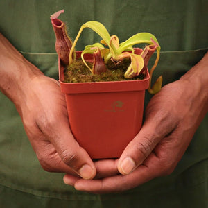 Tropical Pitcher, Nepenthes 'Mr Smee' -  5-9cm leaf span in 9cm plastic container - Carnivorous Plant