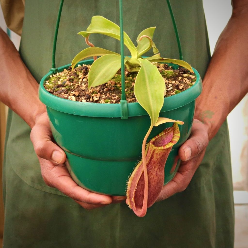 Tropical Pitcher, Nepenthes 'Mr Smee' -  Older plant in 21cm hanging basket - Carnivorous Plant