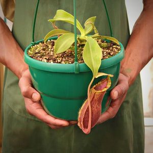 Tropical Pitcher, Nepenthes 'Mr Smee' -  Older plant in 21cm hanging basket - Carnivorous Plant