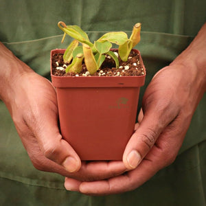 Tropical Pitcher, Nepenthes 'Nibs' -  5-9cm leaf span in 9cm plastic container - Carnivorous Plant