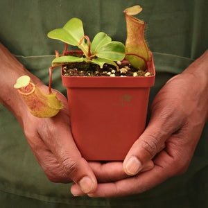 Tropical Pitcher, Nepenthes 'ventricosa x truncata' -  3-5cm leaf span in 9cm plastic container - Carnivorous Plant