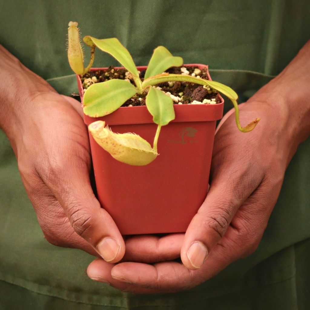 Tropical Pitcher, Nepenthes 'veitchii pink (Pink Lady)' by Nepenthes