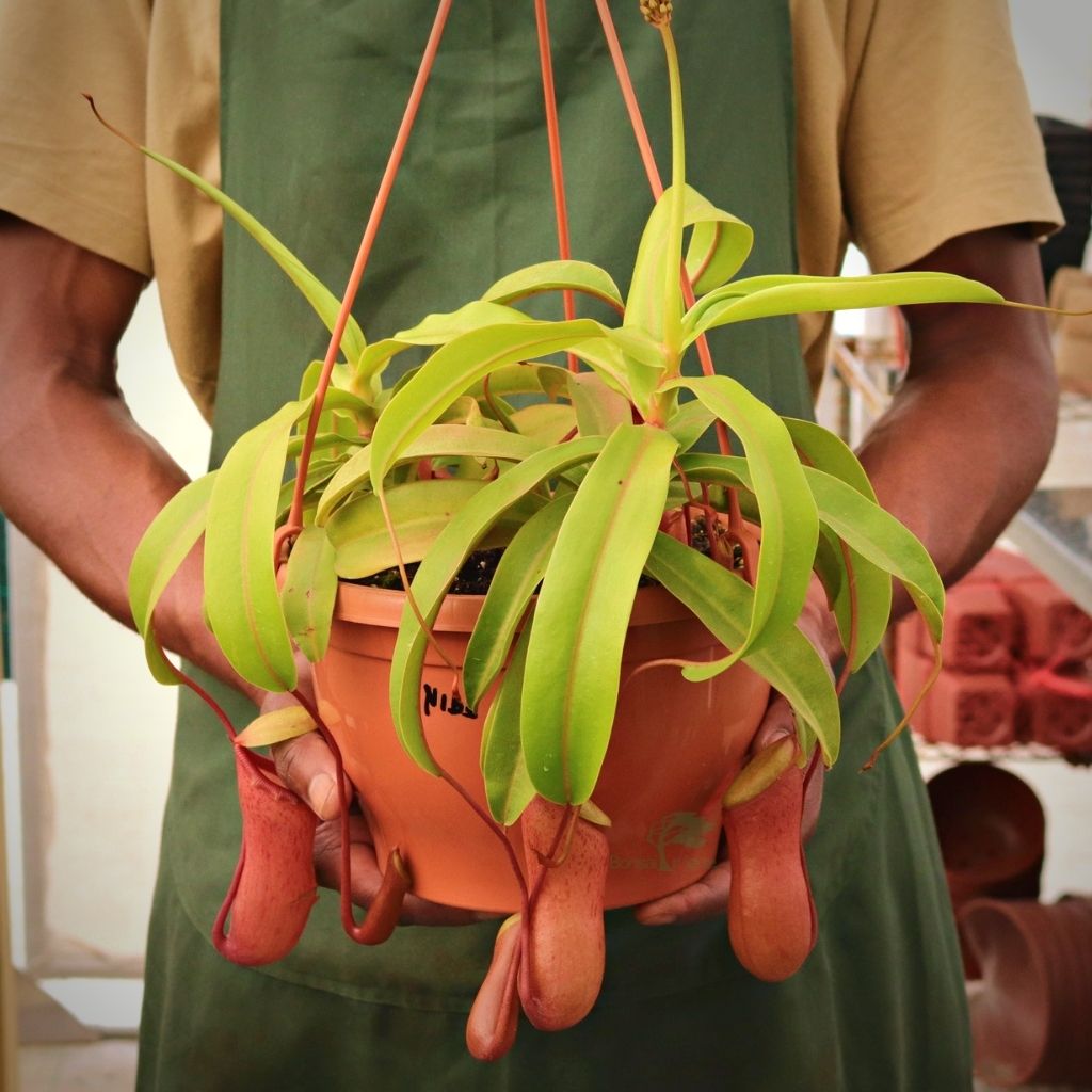 Tropical Pitcher, Nepenthes 'Nibs' -  Older plant in 21cm hanging basket - Carnivorous Plant