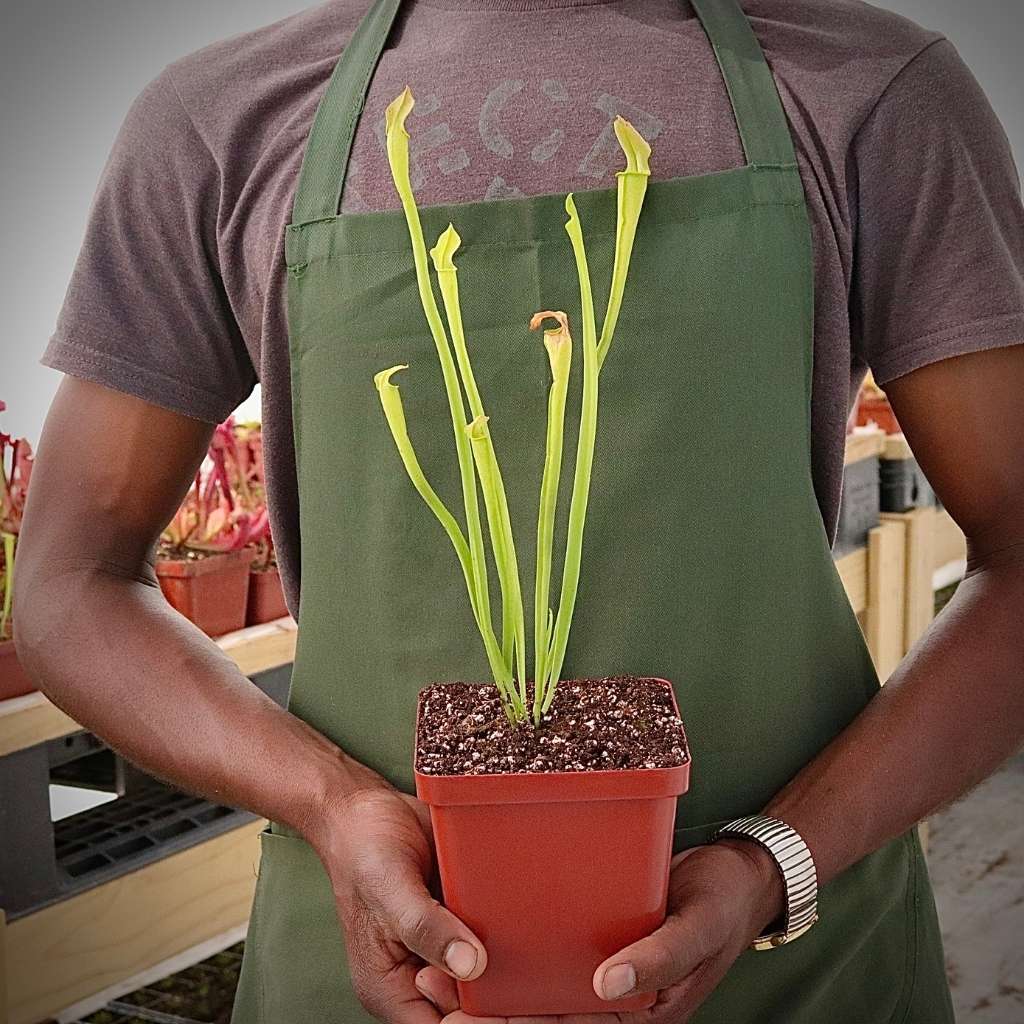 Trumpet Pitcher, Sarracenia 'Phumesa' by Sarracenia