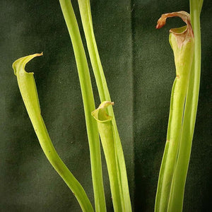Trumpet Pitcher, Sarracenia 'Phumesa' -   - Carnivorous Plant