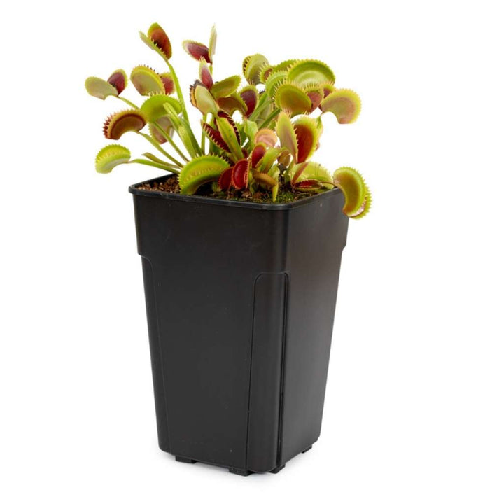 Plastic, Tall Drainage Pot, 12 x 12 x 20cm by Growrite