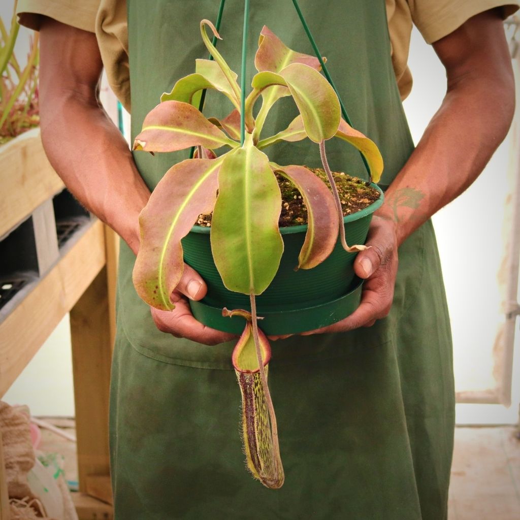 Tropical Pitcher, Nepenthes 'rokko x gentle,’ hybrid #1 by Nepenthes