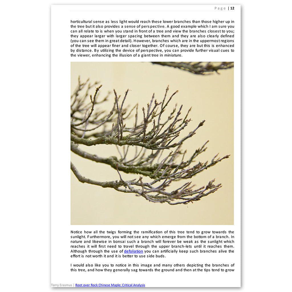 Root over Rock Chinese Maple: A Critical Analysis by Bonsai Tree