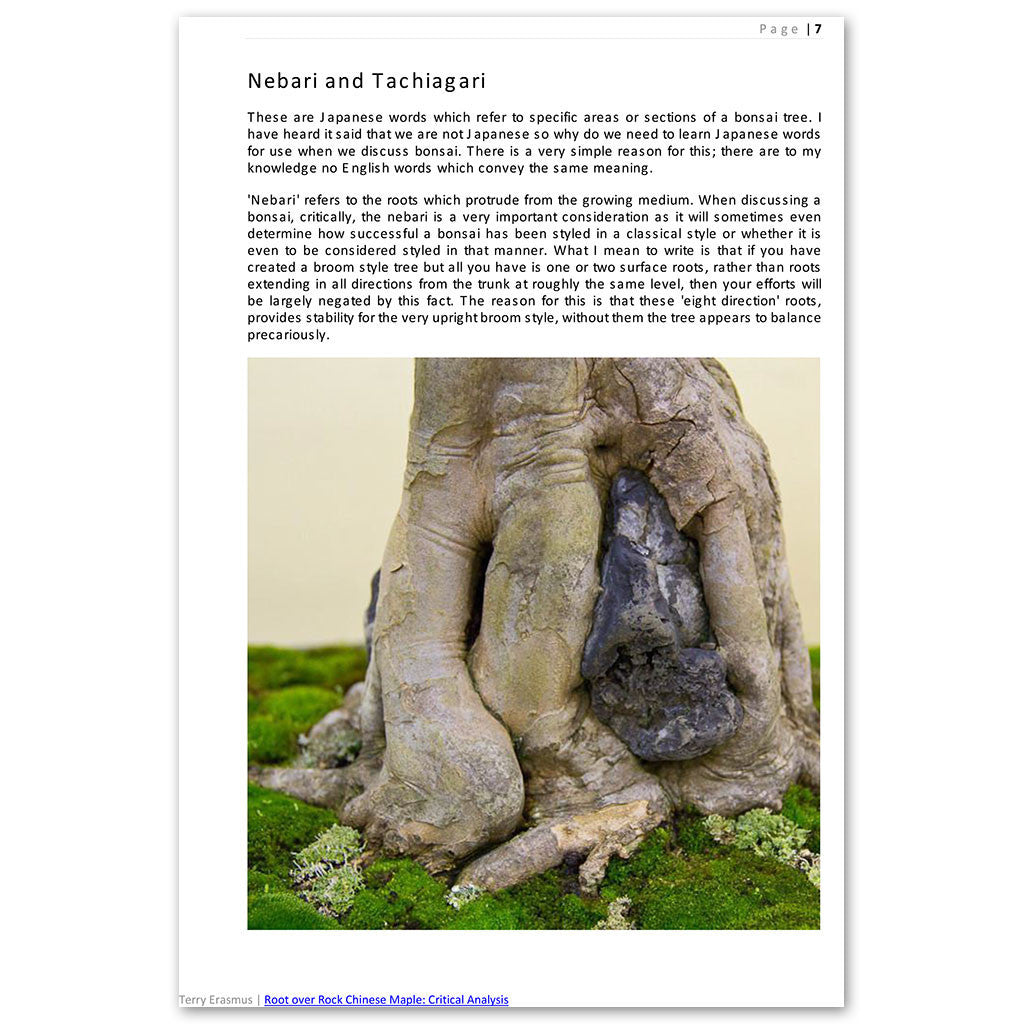 Root over Rock Chinese Maple: A Critical Analysis by Bonsai Tree