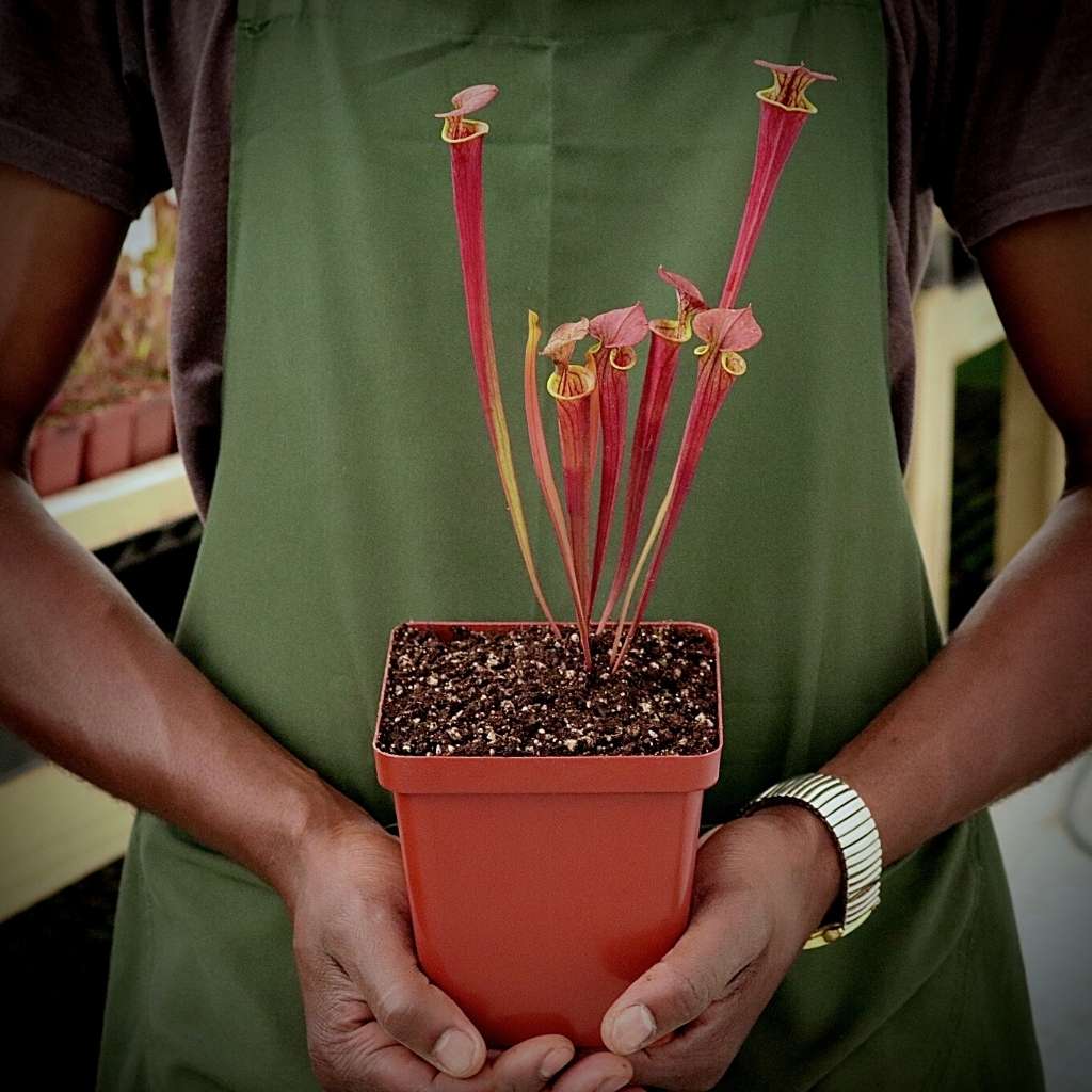 Trumpet Pitcher, Sarracenia 'Anata' -   - Carnivorous Plant