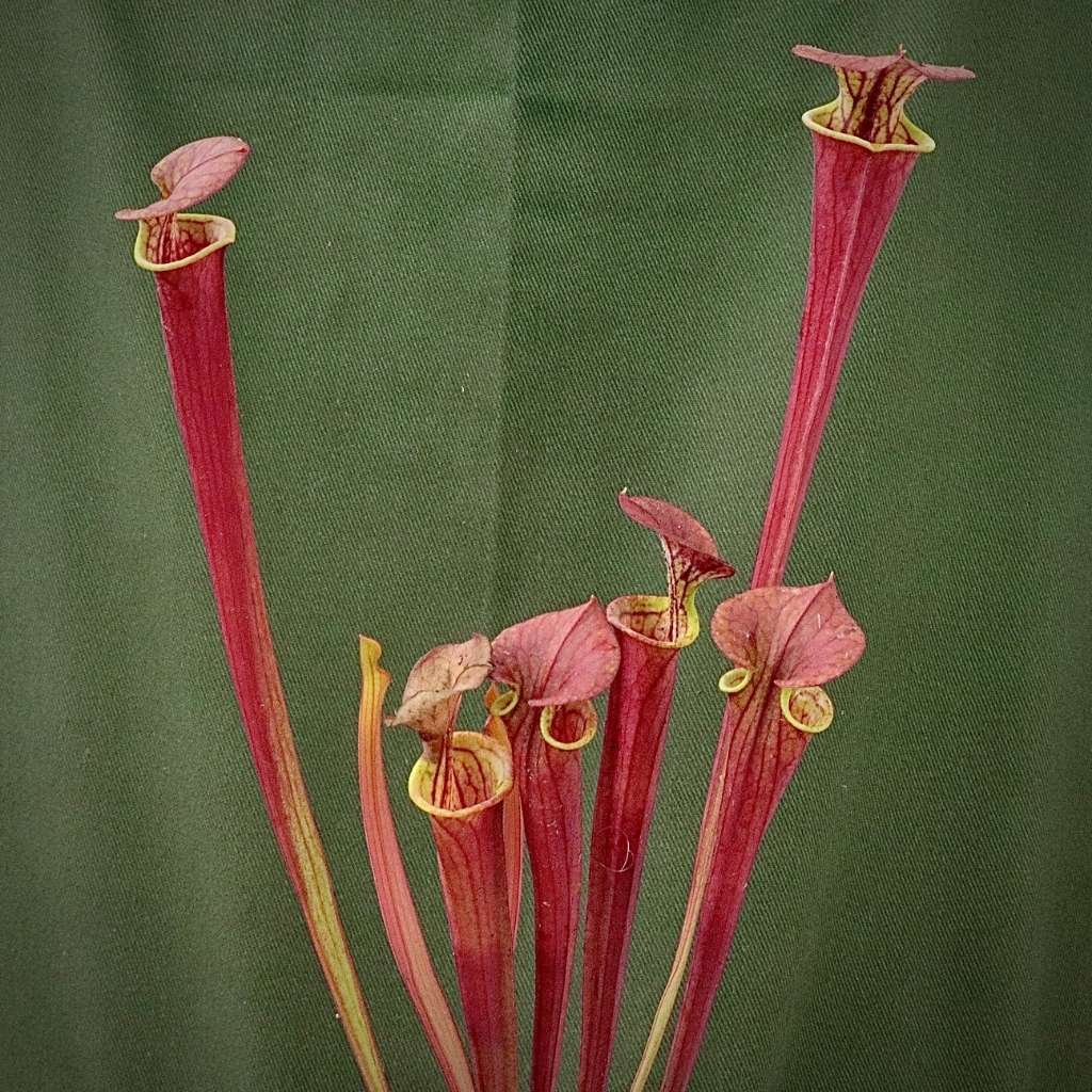 Trumpet Pitcher, Sarracenia 'Anata' by Sarracenia