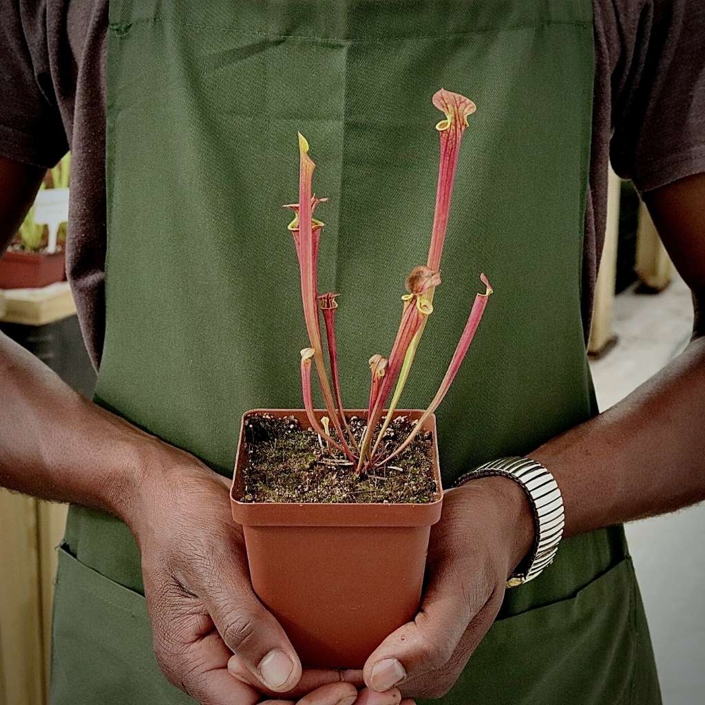 Trumpet Pitcher, Sarracenia 'Anata' by Sarracenia