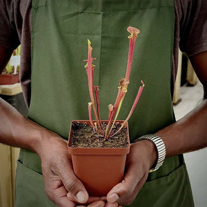 Trumpet Pitcher, Sarracenia 'Anata' -  Small to Medium plant. 7.5cm plastic container. - Carnivorous Plant