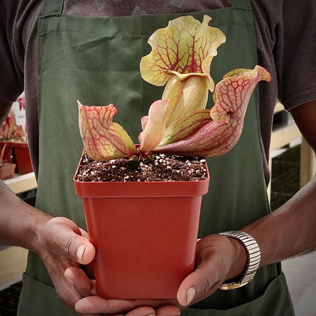 Trumpet Pitcher, Sarracenia 'Cheruwa' -  Medium to Large plant. 12cm plastic container. - Carnivorous Plant
