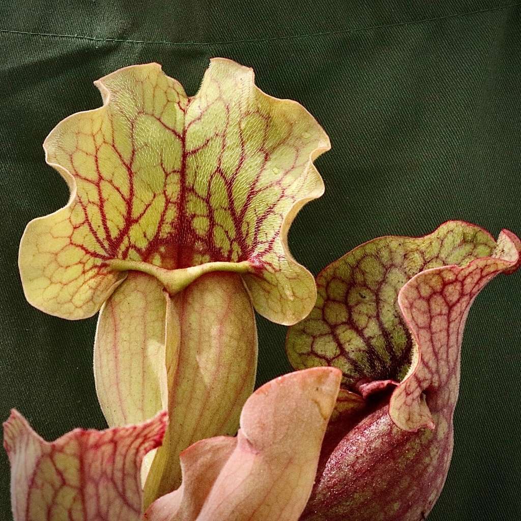 Trumpet Pitcher, Sarracenia 'Cheruwa' -   - Carnivorous Plant