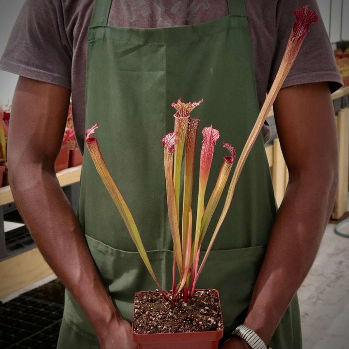 Trumpet Pitcher, Sarracenia “Cikizwa” by Sarracenia