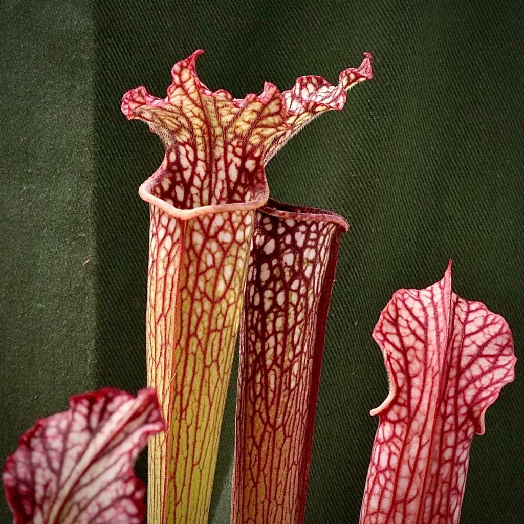 Trumpet Pitcher, Sarracenia “Cikizwa” by Sarracenia