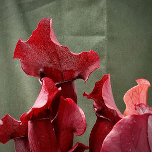 Trumpet Pitcher, Sarracenia “Dibuseng” -   - Carnivorous Plant