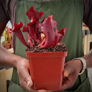 Trumpet Pitcher, Sarracenia “Dibuseng” -  Medium to Large plant. 12cm plastic container. - Carnivorous Plant