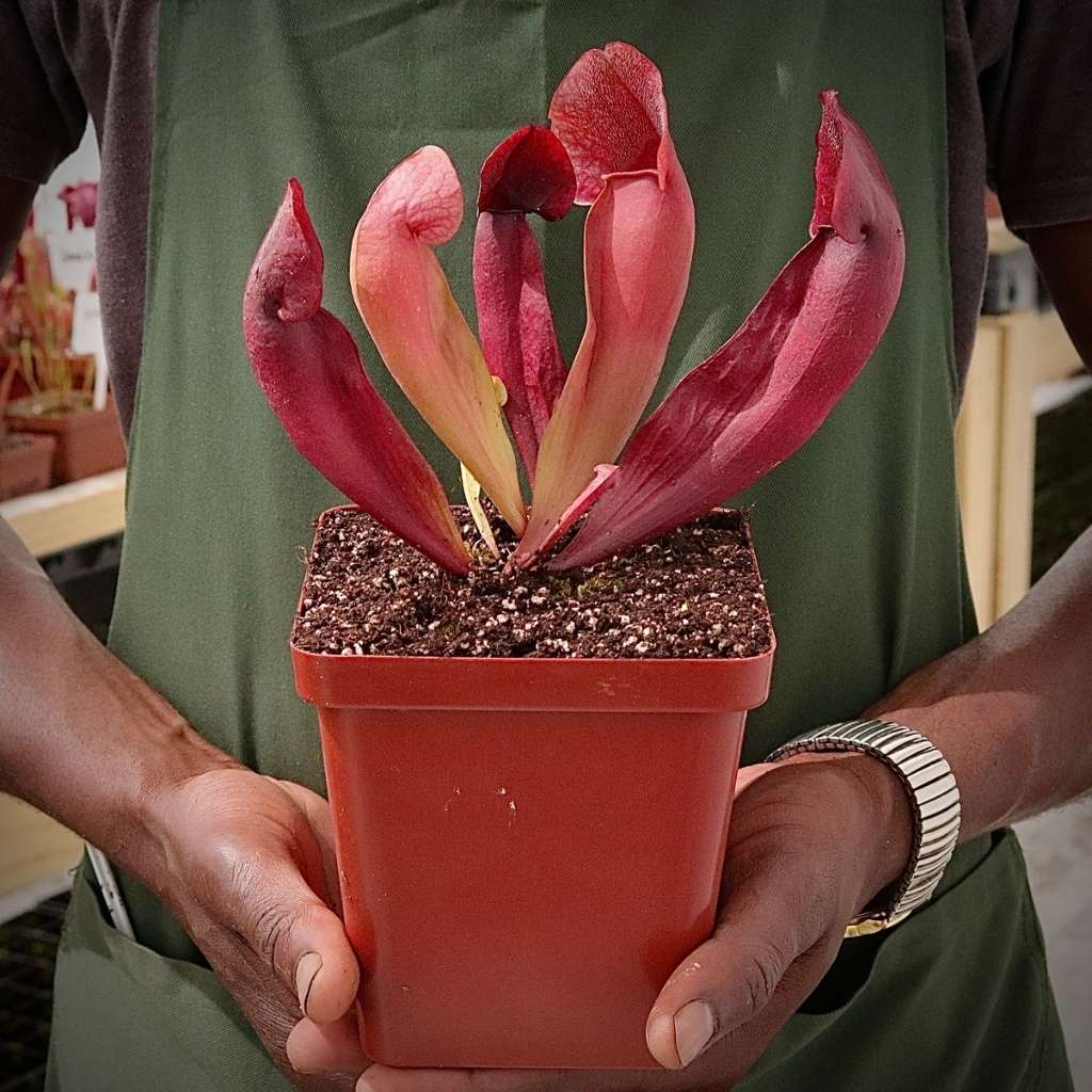 Trumpet Pitcher, Sarracenia 'Ntombi' by Sarracenia