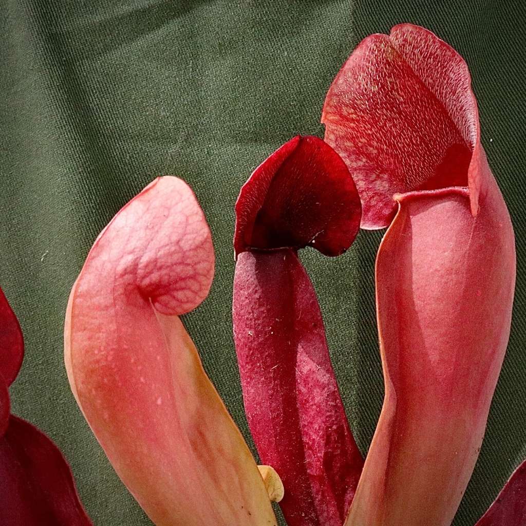 Trumpet Pitcher, Sarracenia 'Ntombi' by Sarracenia
