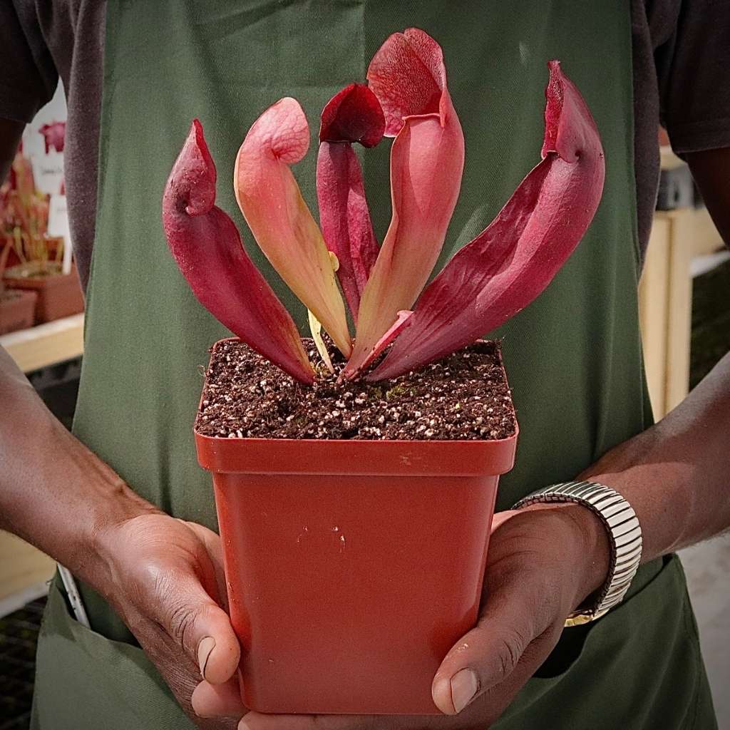 Trumpet Pitcher, Sarracenia 'Ntombi' -  Medium to Large plant. 12cm plastic container. - Carnivorous Plant