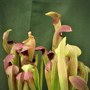Trumpet Pitcher, Sarracenia “Thandi” -   - Carnivorous Plant