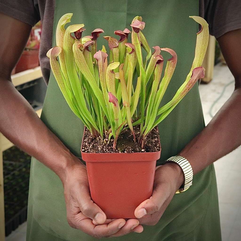 Trumpet Pitcher, Sarracenia “Thandi” -  Medium to Large plant. 12cm plastic container. - Carnivorous Plant