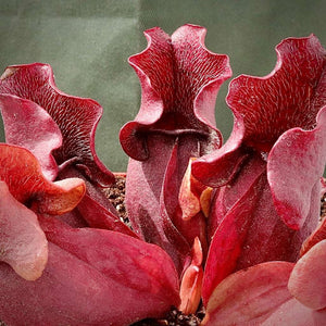Trumpet Pitcher, Sarracenia “zintile” -   - Carnivorous Plant