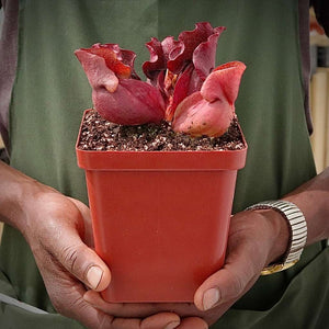 Trumpet Pitcher, Sarracenia “zintile” -  Medium to Large plant. 12cm plastic container. - Carnivorous Plant